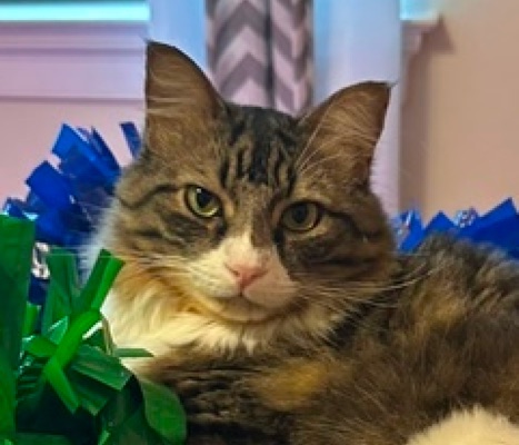 Kit-Kat