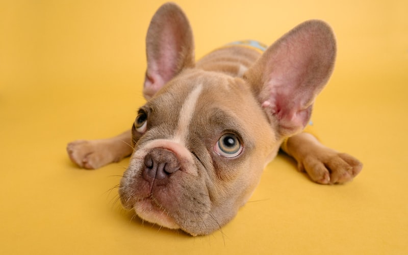 A puppy — placeholder photo, to be replaced with the customer's own visit photo
