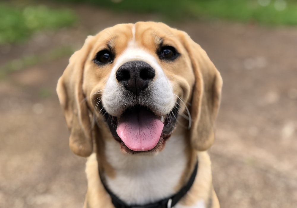 A dog — placeholder image, to be replaced with real photography