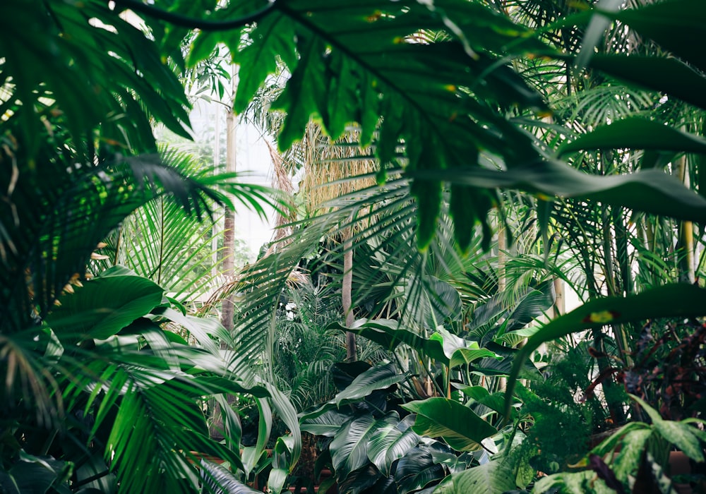 Lush green plant leaves — placeholder image, to be replaced with real photography